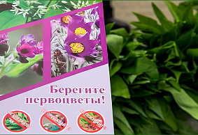 Продают по 1,5 рубля, а потом платят штрафы: чем грозит незаконная продажа черемши