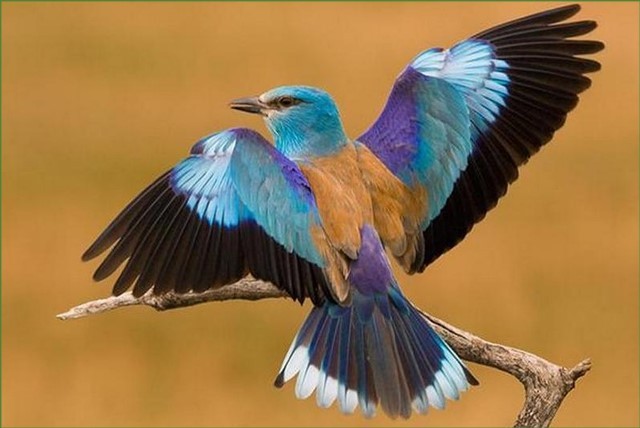 1 апреля – Международный день птиц