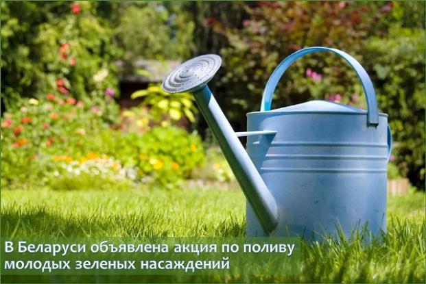 В Беларуси объявлена акция по поливу молодых зеленых насаждений